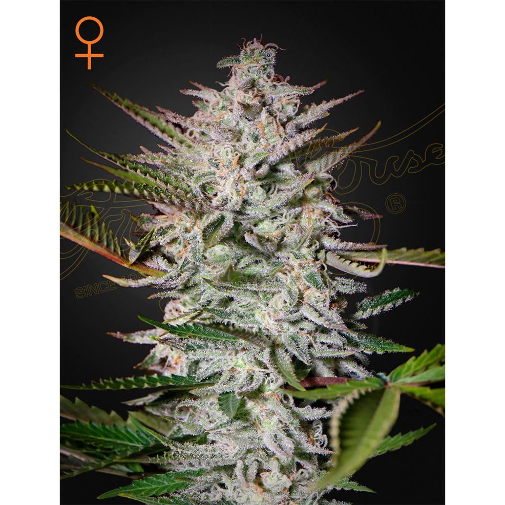 Green House Seed - Holy Punch Femminizzata | GrowLab