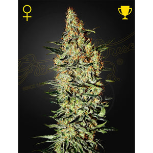 Green House Seed - Neville's Haze Femminizzata | GrowLab