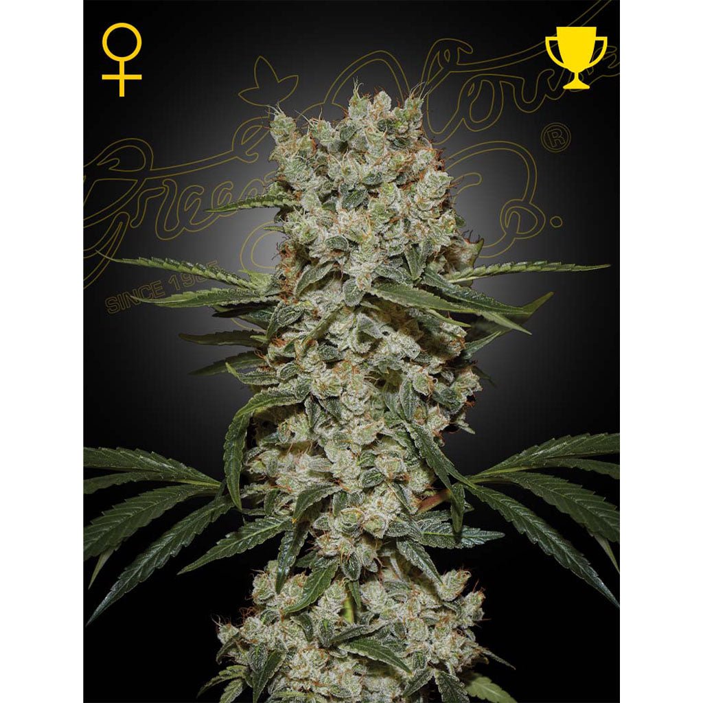 Green House Seed - Super Silver Haze Femminizzata | GrowLab