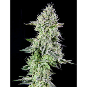 The Grateful Seeds - Barbara's Pie Femminizzata | GrowLab