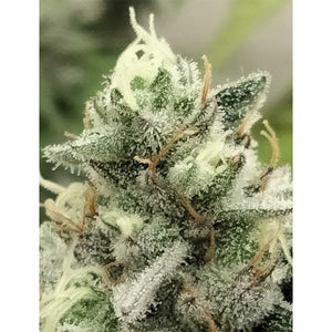 The Grateful Seeds - Blowrange Femminizzata | GrowLab