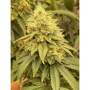 The Grateful Seeds - Frosted Onionz - Femminizzata | GrowLab