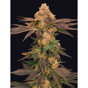 The Grateful Seeds - Melted Rainbow Femminizzata | GrowLab