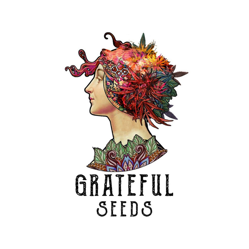 The Grateful Seeds - Orange Groovy BX Femminizzata | GrowLab