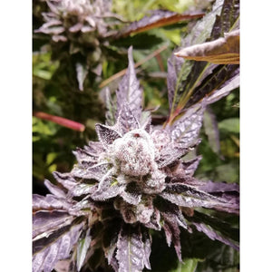 The Grateful Seeds - Orange Groovy BX Femminizzata | GrowLab