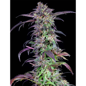 The Grateful Seeds - Orangina Femminizzata | GrowLab