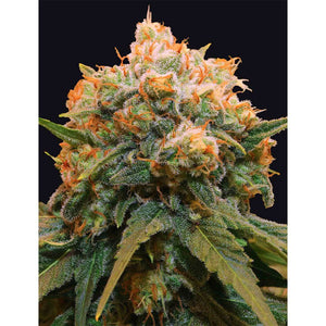 The Grateful Seeds - Papaya BX1 Femminizzata | GrowLab