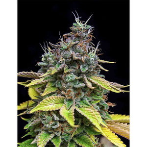 The Grateful Seeds - Papaya Cooler Femminizzata | GrowLab