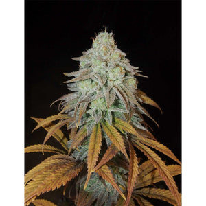 The Grateful Seeds - RM Confidential Femminizzata | GrowLab