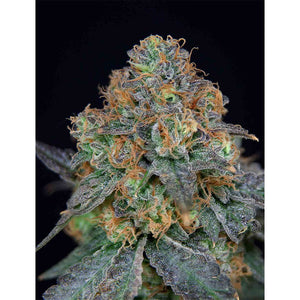 The Grateful Seeds - Sherbdog Femminizzata | GrowLab