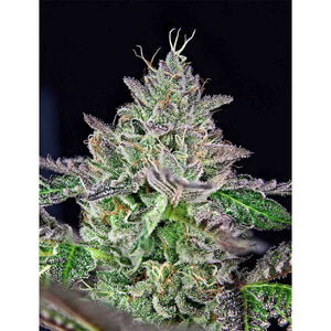 The Grateful Seeds - Strawmelon Femminizzata | GrowLab