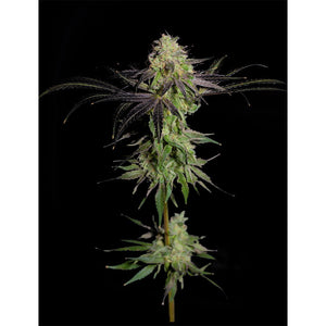 The Grateful Seeds - Tha Gelee Femminizzata | GrowLab