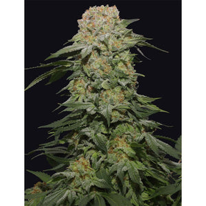 The Grateful Seeds - Tropical Rain Femminizzata | GrowLab